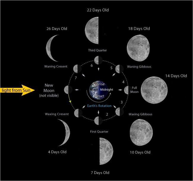 Lunar Cycle