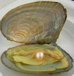 pearl-in-oyster